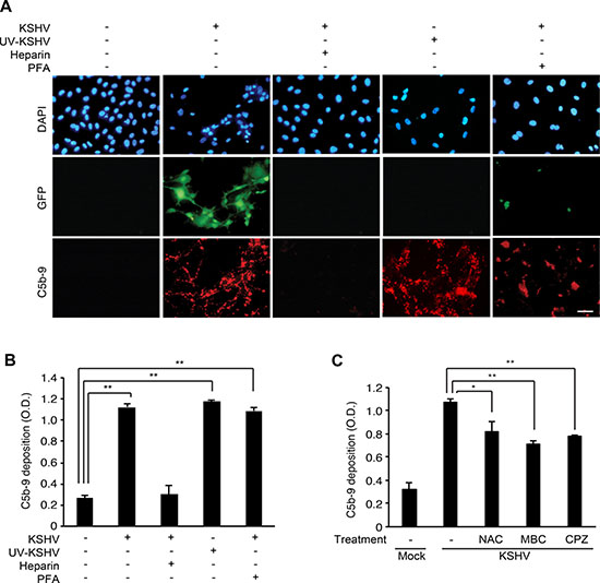 Complement activation depends on the entry and trafficking stages of KSHV infection.