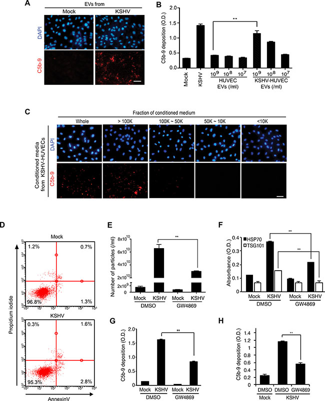 EVs from KSHV-infected human endothelial cells activate the complement system.