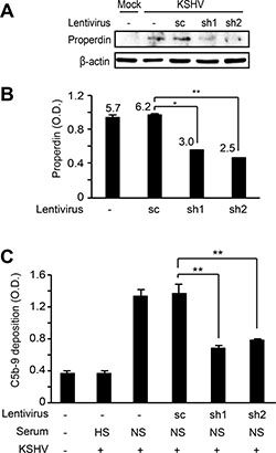 Knockdown of properdin in HUVECs suppresses complement activation by KSHV infection.