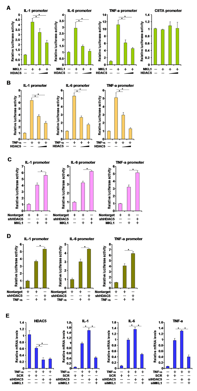 HDAC5 represses MKL1 mediated pro-inflammatory transcription.