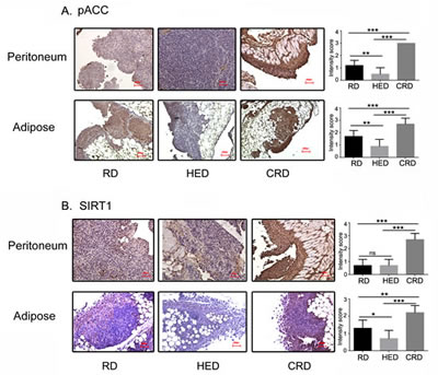 Energy balance modulates AMPK-SIRT1 activation.