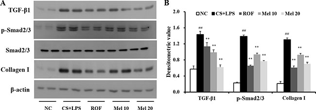 Melatonin reduces TGF-&#x03B2;1/SMAD3 signaling induced by cigarette smoke and LPS exposure.