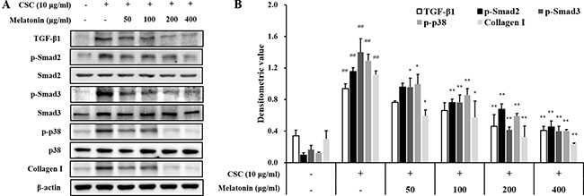 Melatonin decreases the expression of TGF-&#x03B2;1 and collagen I and phosphorylation of SMAD2/3 and p38 in H292 cells stimulated with cigarette smoke condensate (CSC).