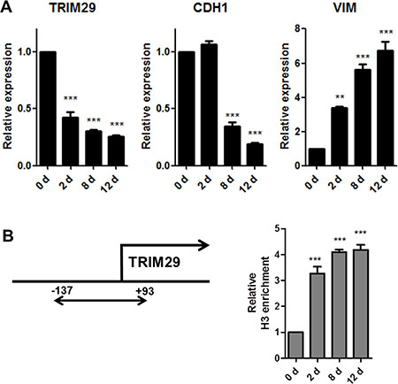 Identification of TRIM29 by the AcceSssIble assay and validation of predictions.