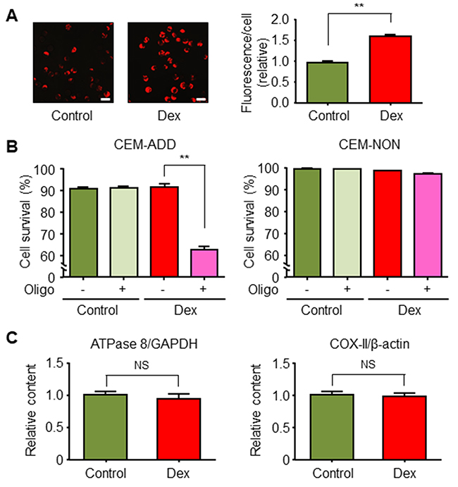 Dexamethasone (Dex) increases mitochondrial function in acute lymphoblastic leukemia cells.