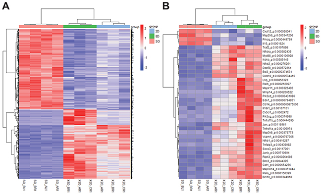 Differentially expressed genes of the NF&kappa;B signaling pathway in the UUO model were shown.