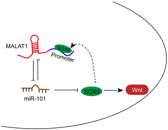 A schematic diagram showing the mechanism by which MALAT1/miR-101/SOX9 affects the chemo-resistance of lung cancer cell.