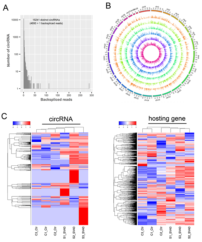 Transcriptome-wide identification of circRNAs in SV40-infected Vero cells.