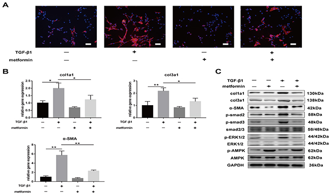 Metformin decreases TGF-&#x03B2;1-induced adhesion in vitro.