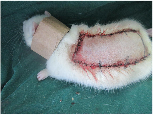 Each rat was equiped with a neck collar to prevent injury caused by self-mutilation.