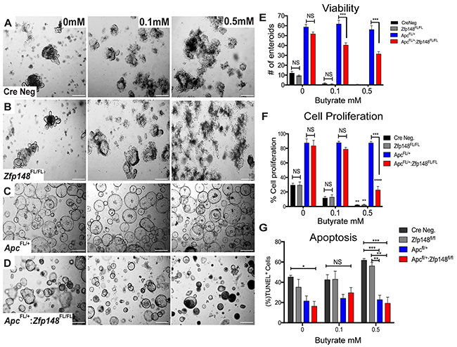 ZBP-89 protects Apc mutant organoids against butyrate treatment.