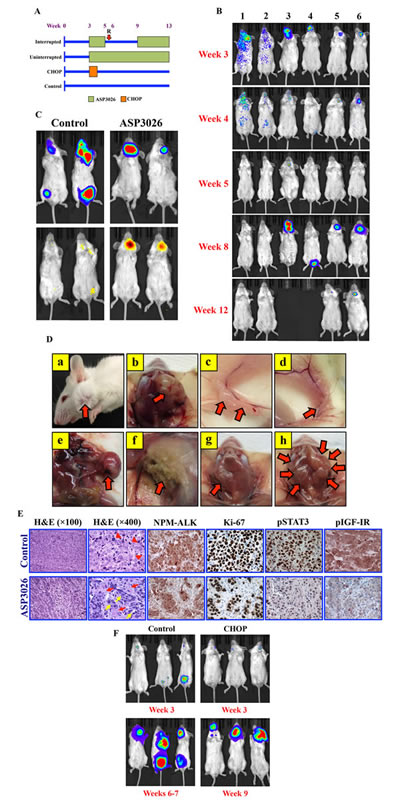 ASP3026 suppresses NPM-ALK