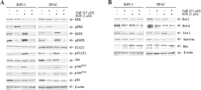 CuB in combination with SCH772984 inhibits EGFR and downstream signaling.