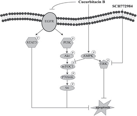 Proposed model of synergistic anti-pancreatic cancer activities of CuB and SCH772984.