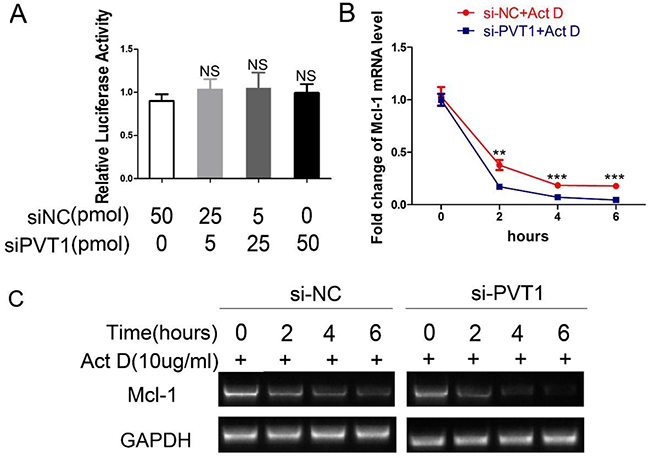 PVT1 decreases Mcl-1 mRNA stability instead of its transcriptional activity.