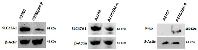 Variation of protein expression levels of selected transporters.