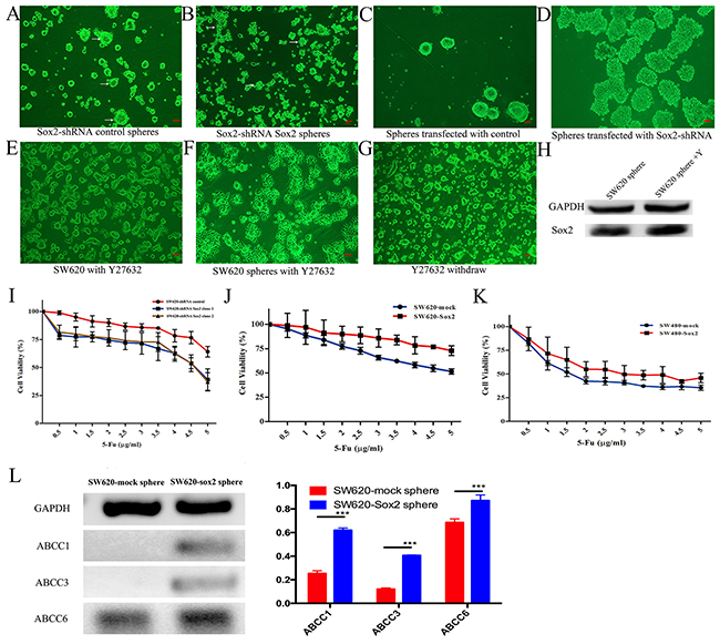 Sox2-Rho-ROCK signaling is required for CRC stem-like cells.