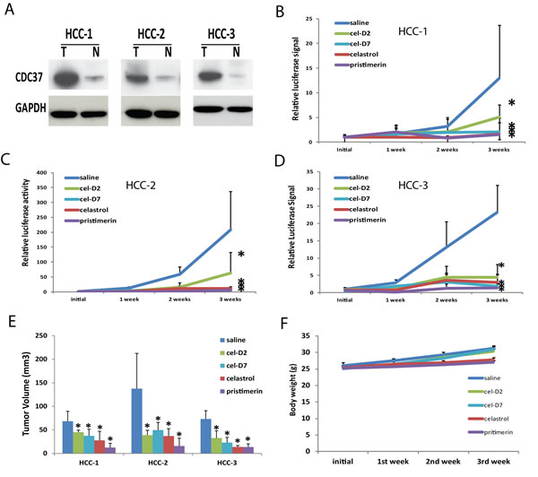 Fig. 4: Celastrol and its derivatives inhibited growth of orthotopic HCC patient-derived xenografts.