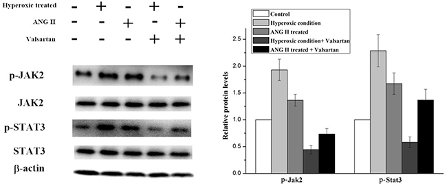 Western blot analysis on the p-Jak2 and p-Stat3 expression level in A549 cells with different treatments.