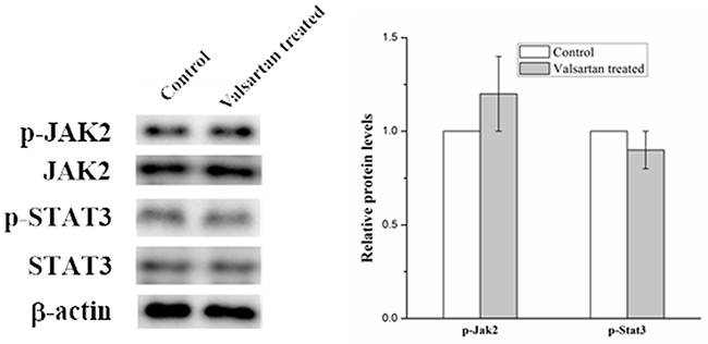 Western blot analysis on the p-Jak2 and p-Stat3 expression level in A549 cells with the treatment of Valsartan.