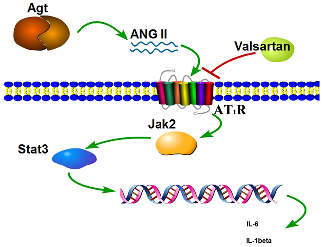 Scheme of the Agt overexpression promote the inflammation factors release via the Jak/Stat signal pathway.