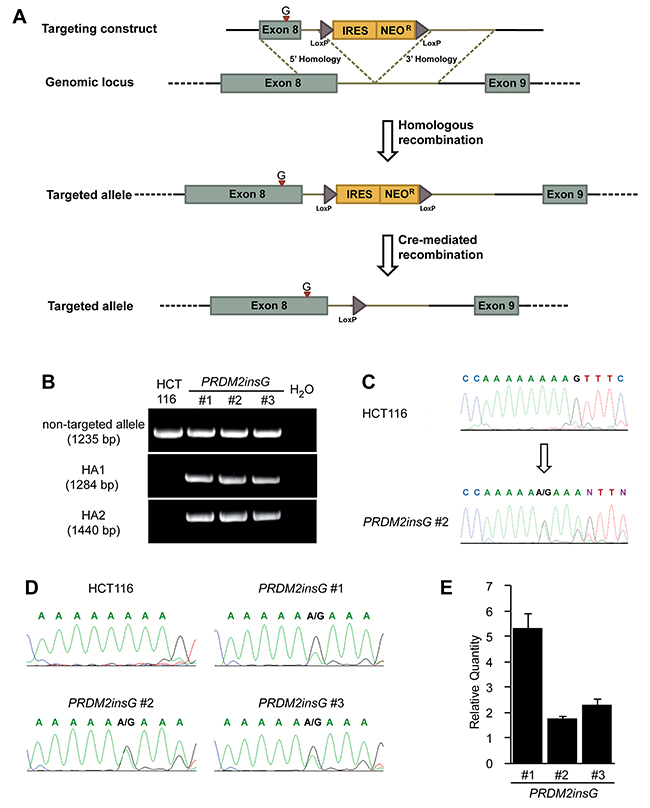 Restoration of endogenous PRDM2 in HCT116 colorectal cancer cells.