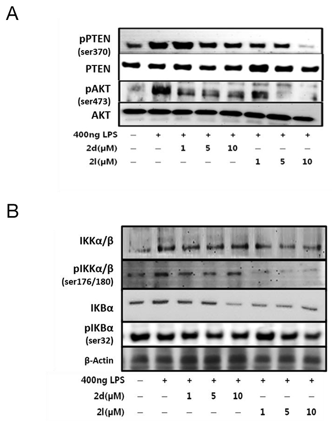 Effects of compounds 2d and 2l on AKT/NF-&#x03BA;B signaling in LPS-stimulated RAW264.