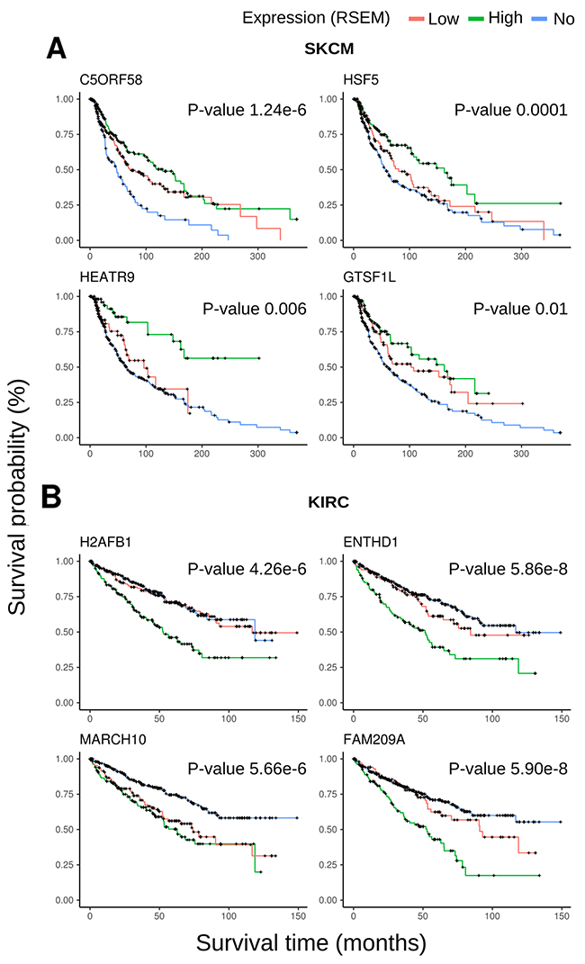 Kaplan-Meyer plots for representative CT genes.