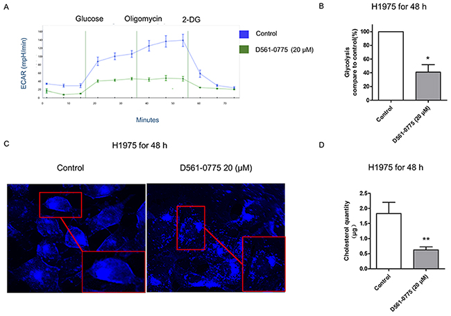 D561-0775 suppressed glycolysis and cholesterol synthesis in H1975.