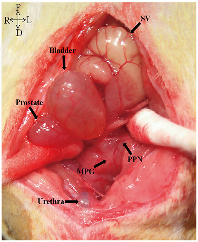 Left major pelvic ganglion (MPG) and the pelvic parasympathetic nerve (PPN).