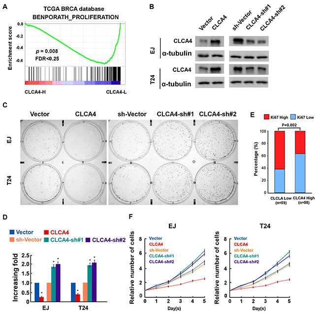 CLCA4 inhibits cell proliferation in bladder cancer cells.