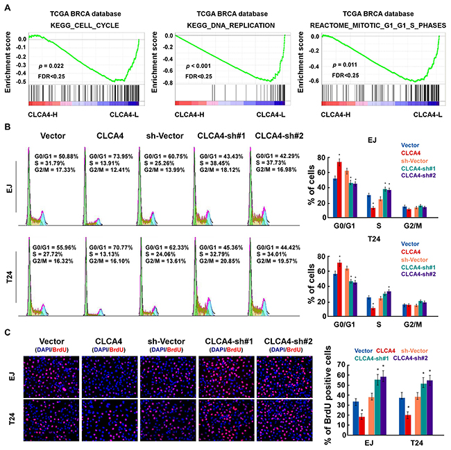 CLCA4 inhibits cell cycle in bladder cancer cells.