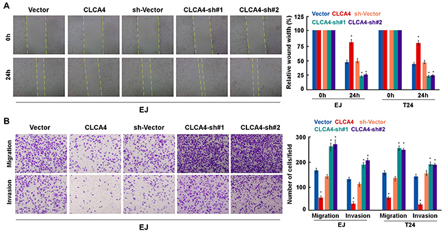 CLCA4 suppresses cell migration and invasion in bladder cancer cells.