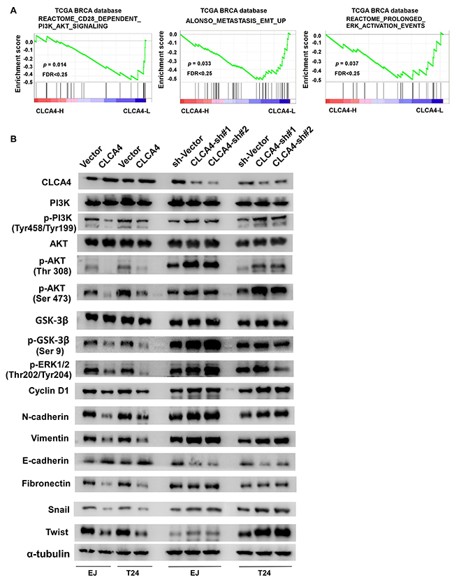 CLCA4 regulates bladder cancer cell proliferation and invasion via PI3K/AKT signaling pathway.