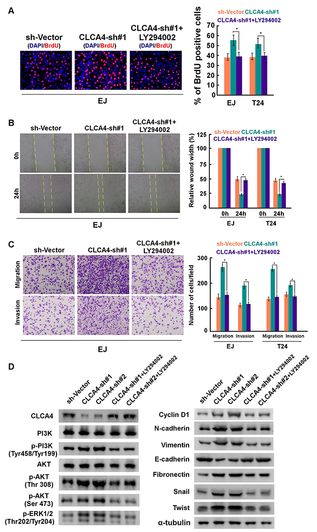 CLCA4 knockdown promoted bladder cancer cell proliferation and invasion are blocked by LY294002.