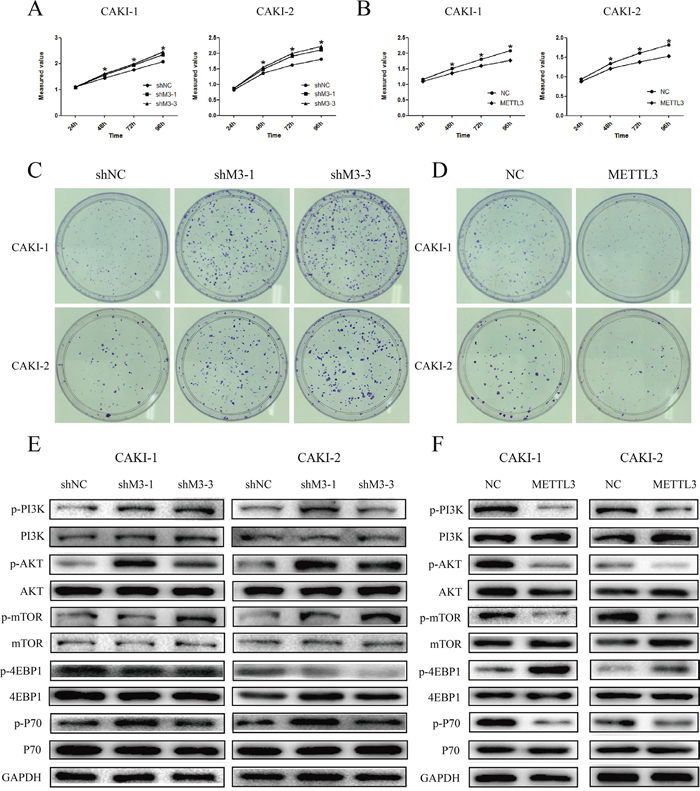 METTL3 regulates cell proliferation.