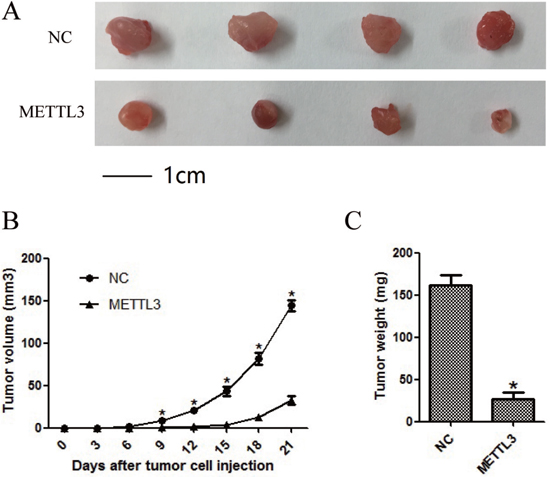 METTL3 significantly affected cellular growth in vivo.