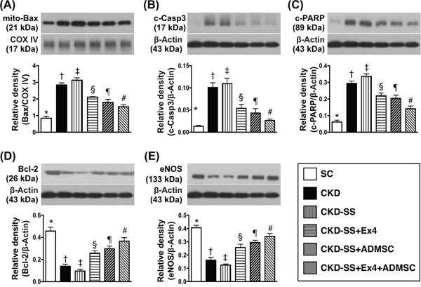 Protein expressions of apoptotic, anti-apoptotic and endothelial integrity in kidney parenchyma biomarkers at day 47 after CKD induction.