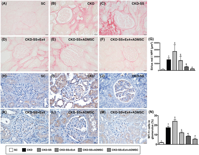 Microscopic findings of collagen deposition area and cellular expression of WT-1 in kidney parenchyma at day 47 after CKD induction.
