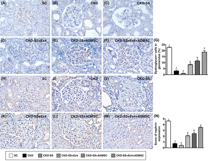 Cellular expression of dystroglycan and nephrin in kidney parenchyma at day 47 after CKD induction.