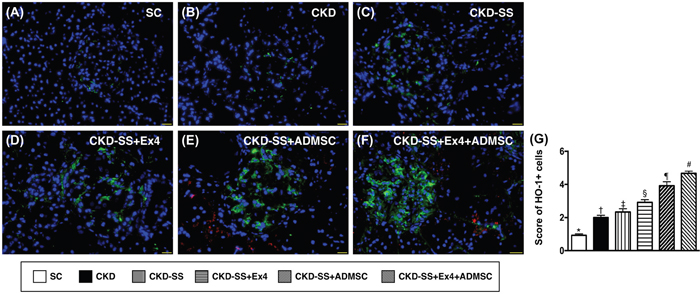 Cellular expression of anti-oxidant in parenchyma at day 47 after CKD induction.