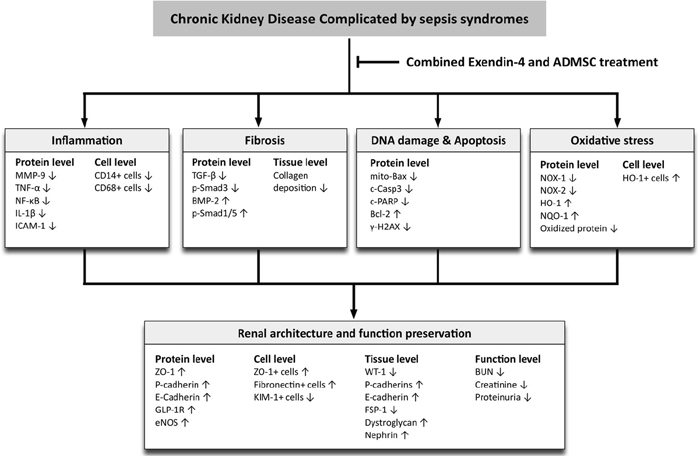 Proposed mechanisms underlying the positive therapeutic effects of combined exendin-4 and allogenic adipose-derived mesenchymal stem cell preserved renal function in a chronic kidney disease and sepsis syndrome.