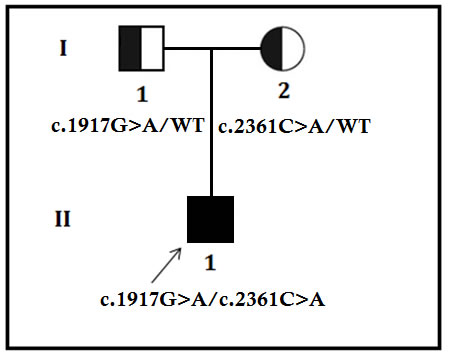 Pedigree of the family.