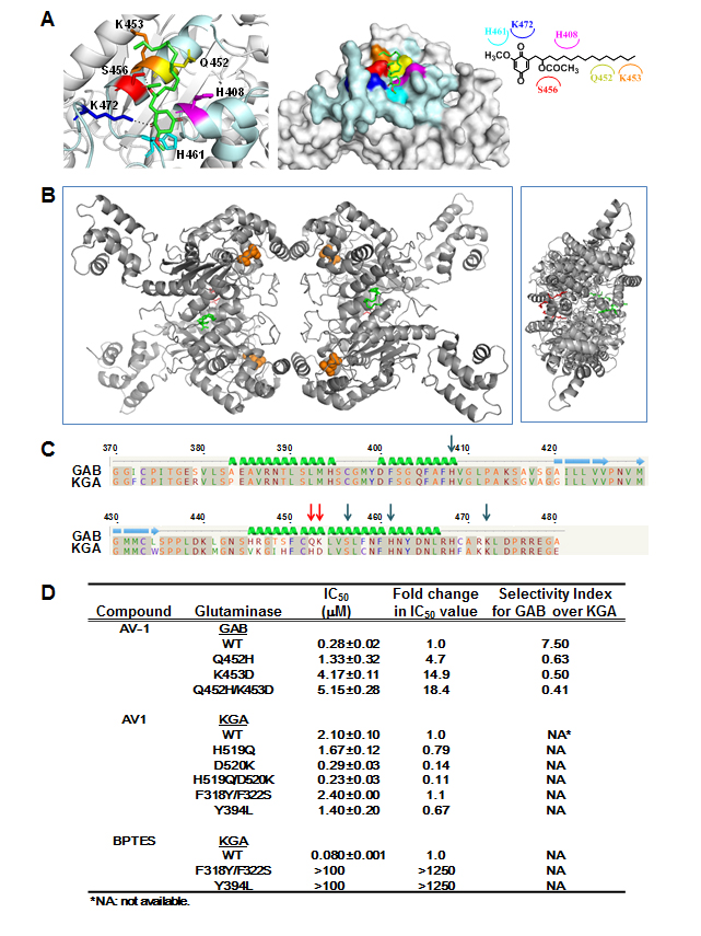 Docking studies and binding site analyses of AV-1 in GAB.