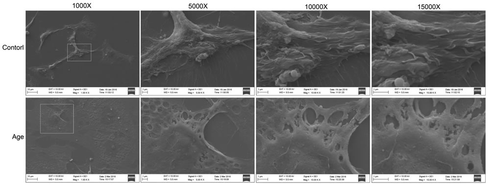 Extracellular ultrastructure analysis using scanning electron microscope.