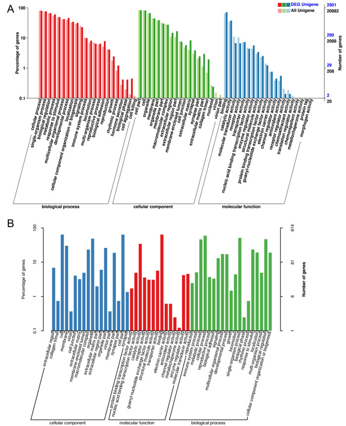 The differential expression of mRNA in aged GCs was analyzed by Gene Ontology (GO) annotation.
