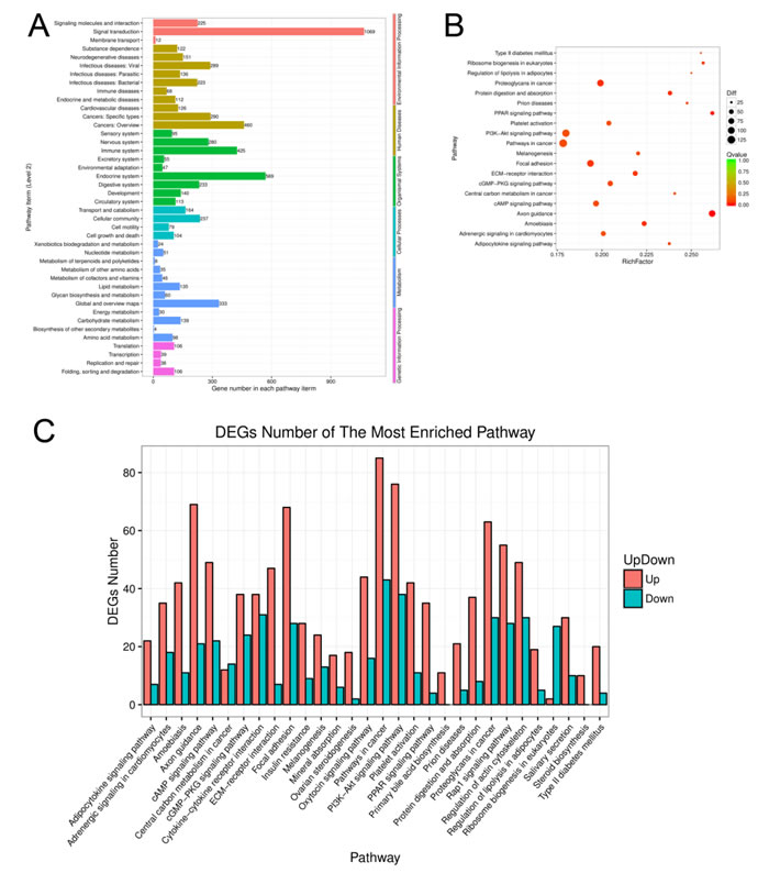 Function analysis of the differentially expressed genes of aging GCs.