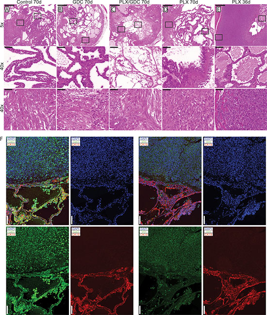 Histological