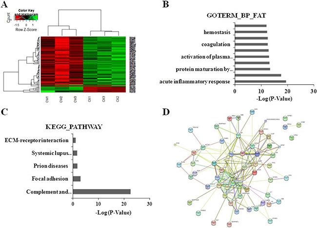 Clustering analyses of DEPs, functional and pathway annotation, and protein-protein interaction analysis in PCC patients with YDLKS compared to those of NS.