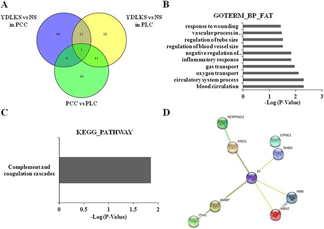 Clustering analyses of common DEPs in PCC and PLC, protein-protein interaction analysis, and functional and pathway annotation.